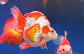 金鱼为什么总浮在水面上 