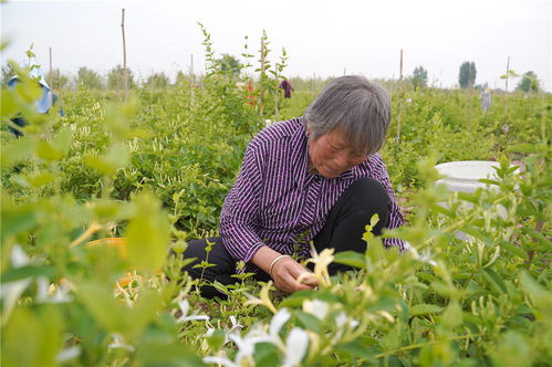 金银花喜欢阴还是阳光,金银花的光