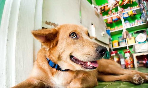 狗狗胰腺炎的症状,狗狗胰腺炎的症状表现