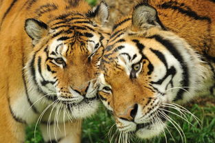 两只虎 亲 来自烨耀的图片分享 堆糖 