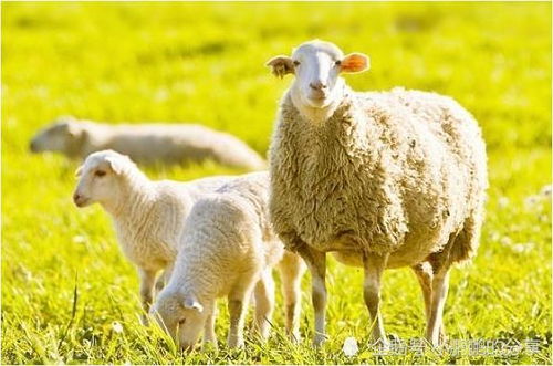 属羊婚配什么属相最好 属羊的属相婚配表,羊跟什么生肖配对最好