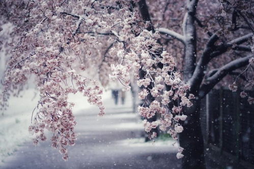 雪樱花语,樱花的花语是什么？