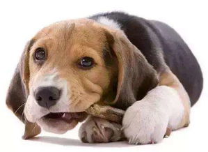 到底该不该给狗吃零食 兽医告诉你,吃零食能清洁狗狗口腔