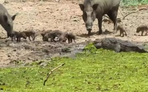 鳄鱼居然偷袭幼崽,被野猪一头给撞飞 竟敢在俺老猪的地盘撒野 