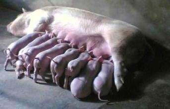 毕业论文提高母猪繁殖率