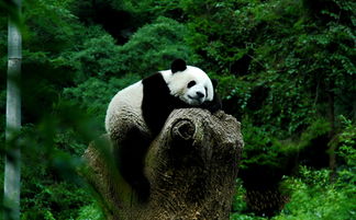 大熊猫一般生活在什么地方,大熊猫生活在什么地方？