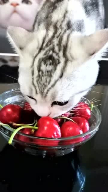 偷吃樱桃的小猫咪 
