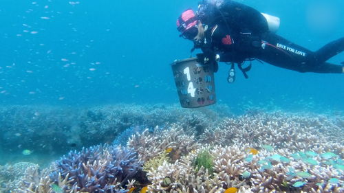 海底种珊瑚的人 潜入海底固定珊瑚残枝,船只在头顶飞