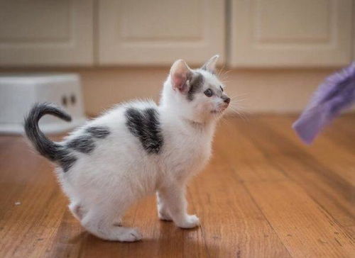 网友救助了两只猫猫,可惊奇的发现有只竟然有4只耳朵