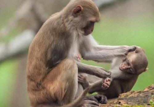 小猴子犯了错误,被妈妈揪着耳朵教训,接下来这幕让人似曾相识