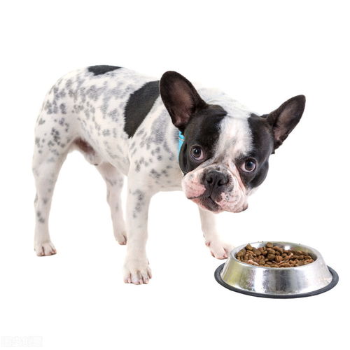 谈一下我对狗子能否吃剩饭菜的理解,狗子吃剩饭菜与吃狗粮的区别