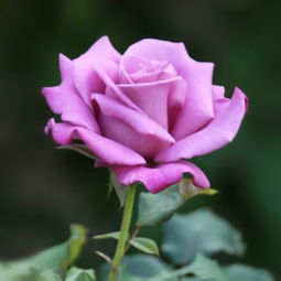 紫玫瑰 情人节必备功课 玫瑰花语学起来 