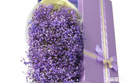 紫色满天星花语有哪些,紫色满天星的花语是什么意思 紫色满天星花语和寓意是什么