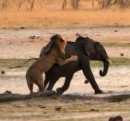 独狮子捕杀小象,在小象倒地的一瞬间,过来的不速之客让人唏嘘
