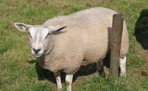 羊羊羊,1月24号,将有 一等一的大喜事 上门