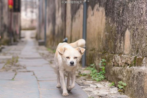 安徽未商业化的古村落,遇见一只有灵性的狗,带着我们转村子