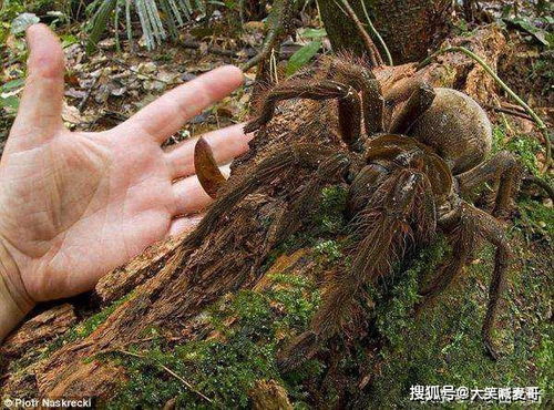 非洲出现身躯庞大的蜘蛛,织出直径达一米多巨网,能迅速杀死蜥蜴