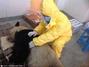 大熊猫凤凤患犬瘟热 经过一个多月抢救后死亡 