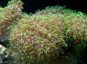 草珊瑚的高效种植技术,草皮珊瑚耐高温吗