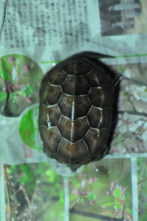 这是中华草龟吗 怎么分辨公母 