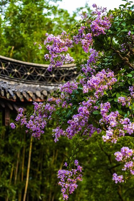 藏不住了 扬州紫薇绚烂亮相,实在是太美了