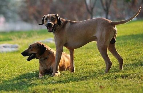 这5种狗狗极具攻击性,见到一定要保持距离,最好能绕着走
