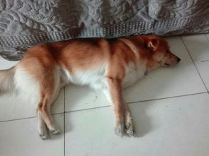 我家狗最近老睡觉,还有时睡在地上睁着眼,为什么 