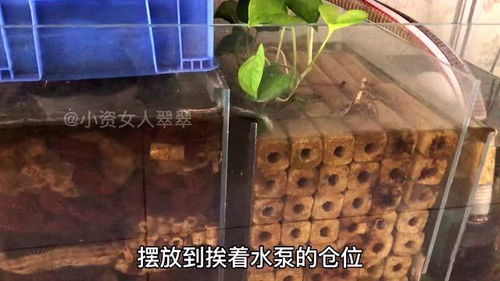 鱼缸过滤用哪些滤材,怎么样摆放能发挥最大过滤作用 