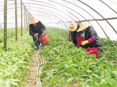 崇明农家乐,带你体验不一样的老灶味道,聚惠套餐邀你享