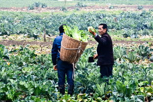 陕西农民种菜花卖一毛一斤 基本无钱赚 