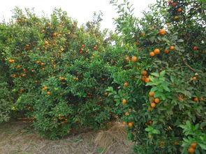 沙糖桔的种植与管理,沙糖橘在培育的时候，想要高产，在幼树期间应该如何管理