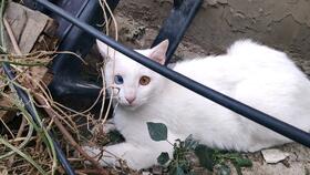 在小区偶遇到一只疑似走丢的长毛仙女白猫,真的太好看了 02