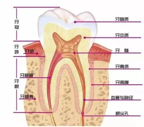 不拍个片都不知道牙齿长得如此奇葩