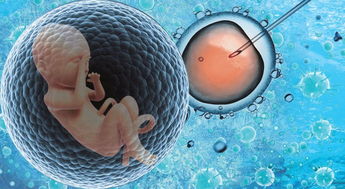突破生育难题，四级胚胎试管技术带来新希望
