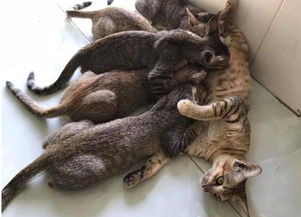 动物界的啃老族,母猫都快要被 吸干 了,但小猫还排队挤成一团