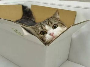 听说盒子放久了会长出猫猫 