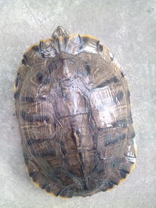 请大家来帮我认识这只龟叫什么名字 不是草龟还是巴西龟 市场价多少钱一斤大概三斤左右 