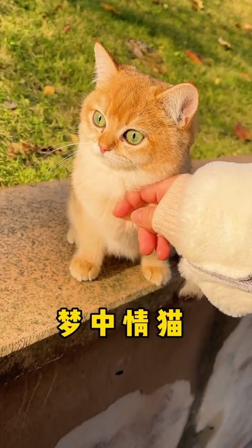 我终于捡到猫了 给小橘猫取个什么名字好呢 