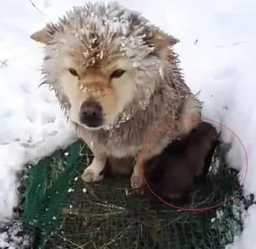 男子雪地里发现一只孤零零的狗,走近后却感动到哭