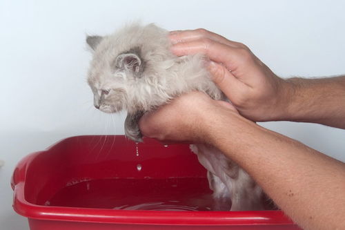 怎样正确给幼猫洗澡 