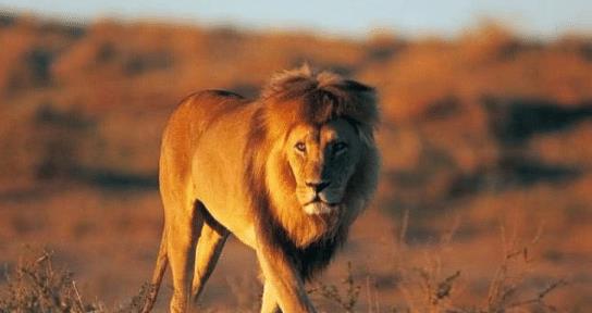 为什么狮子总是满脸苍蝇,老虎脸上经常是干干净净的