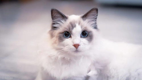 据说, 布偶猫的美貌,是用智商换的 jiojio 
