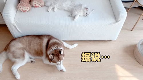 据说把猫放进碗里会给主人带来好运 