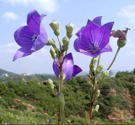 风铃草和铃铛花 