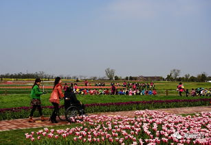 艳郁后白 岩藤郁金香花游记圆满落幕 ,后白又添新景 