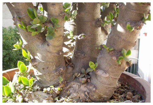 玉树能种在院子里吗, 玉树能种在院