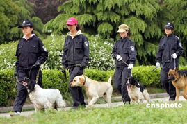中国第一支女子警犬队 