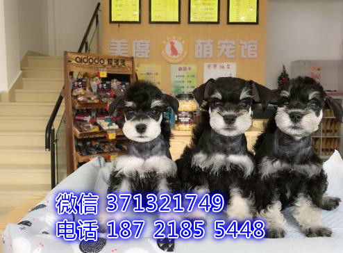 海口犬舍 雪纳瑞犬出售纯种幼犬 海口本地特价可以上门选