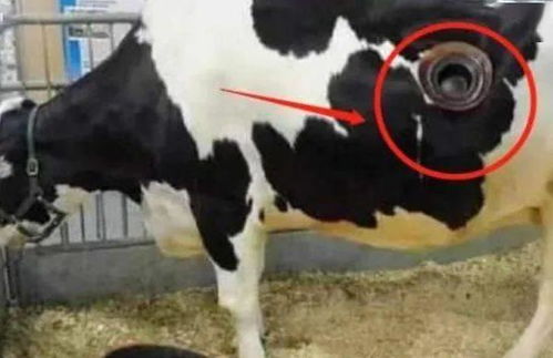 为什么要在奶牛身上挖个洞,还经常用手去掏 难道它们不会痛吗