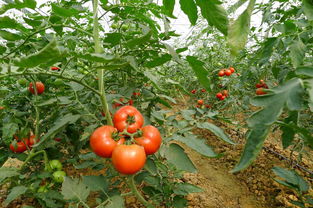 土传病害是如何发生的,温室番茄栽培经常发生的土传病害有哪些？该如何防治